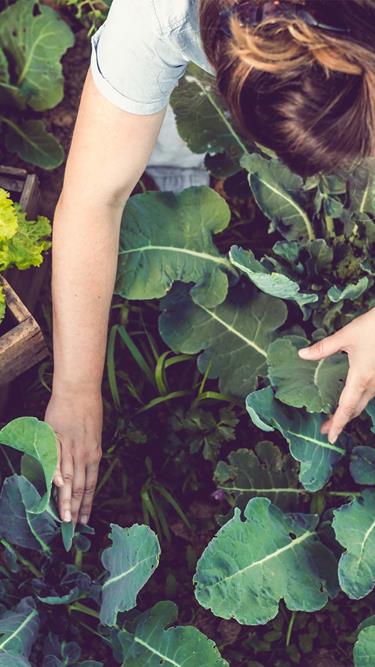 Fine food quality from field to fork