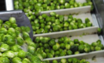 Mechanical freezing of cabbage