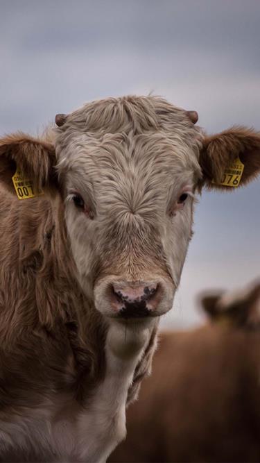 Improved food safety from production to plate