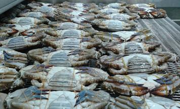 Cryogenic freezing of crabs