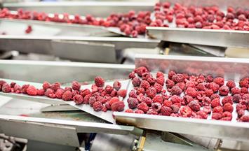 IQF freezing of raspberries