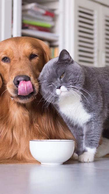 Nutritious quality from butchery to bowl