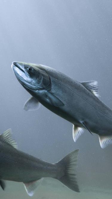 Sustainable solutions from sea to serving