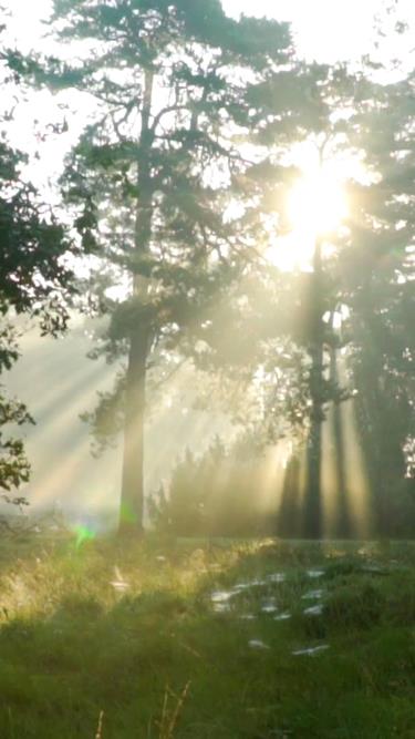 Our contribution sustainability